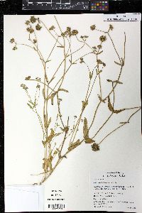 Valerianella locusta image