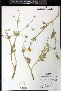 Ranunculus orthorhynchus var. platyphyllus image