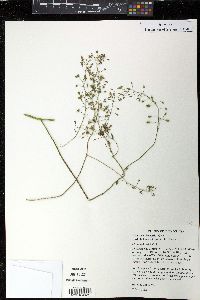 Armoracia lacustris image