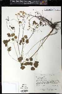 Thalictrum dioicum image