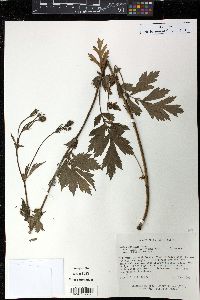 Geum aleppicum image