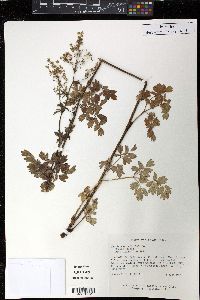 Thalictrum amphibolum image