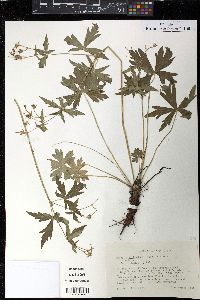 Geranium richardsonii image