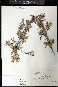 Fendlera rupicola image