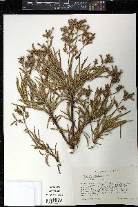 Eriodictyon angustifolium image