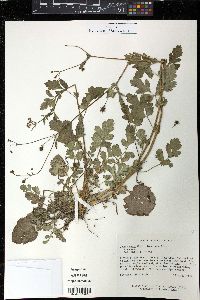 Geum vernum image