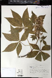 Aesculus glabra image