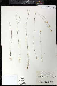 Sabatia stellaris image
