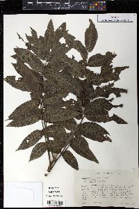 Juglans major image