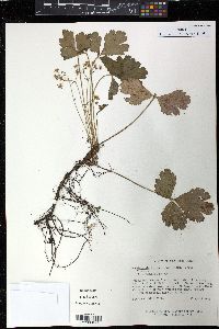 Waldsteinia fragarioides image