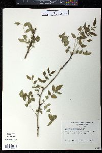 Zanthoxylum americanum image