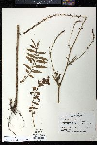 Agrimonia parviflora image