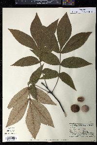 Carya pallida image