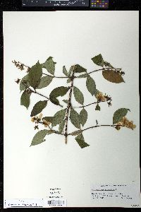 Philadelphus coronarius image