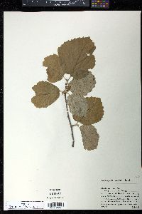 Fothergilla major image
