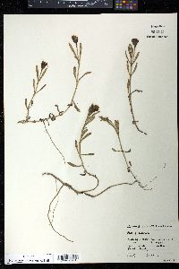 Jaumea carnosa image