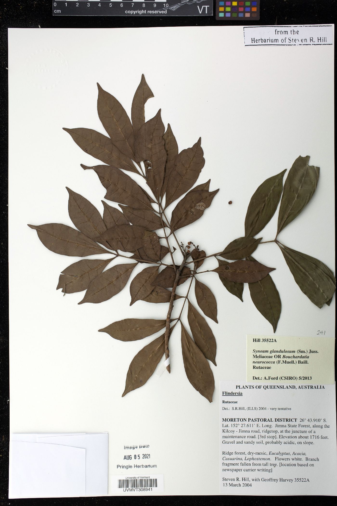 Synoum glandulosum image