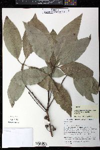 Lophostemon confertus image