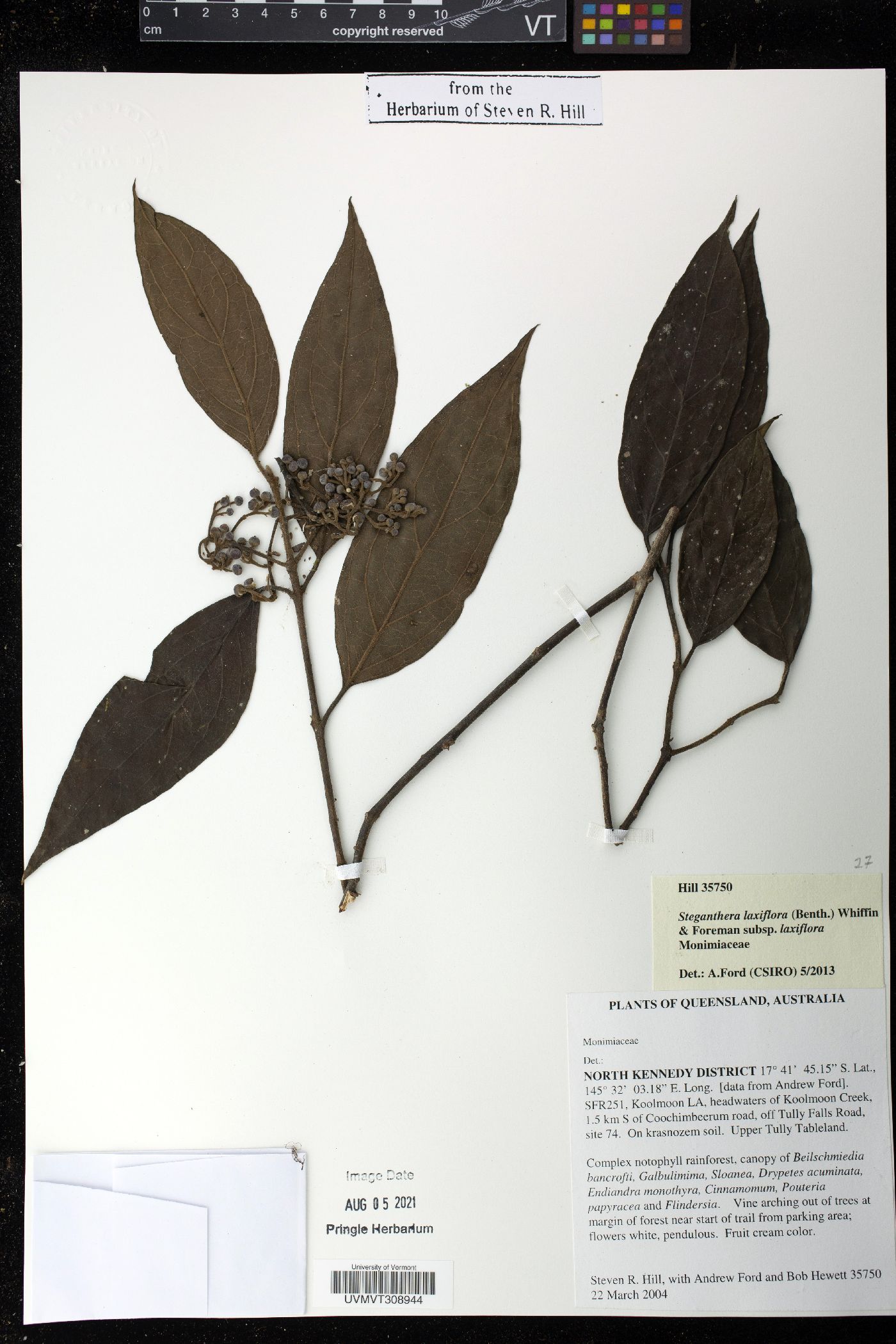 Steganthera laxiflora image
