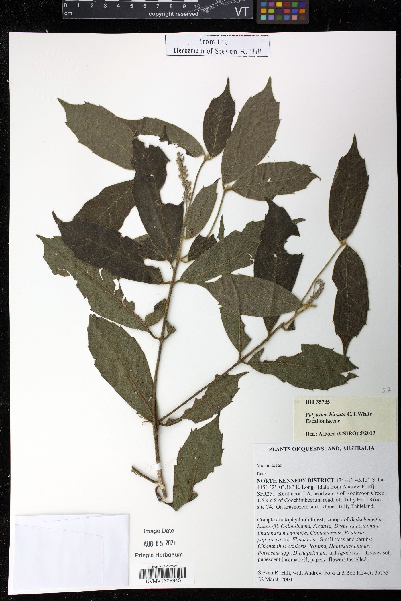 Polyosma hirsuta image