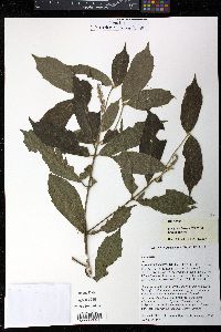 Media resource of Polyosma hirsuta