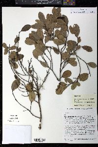Media resource of Doryphora aromatica