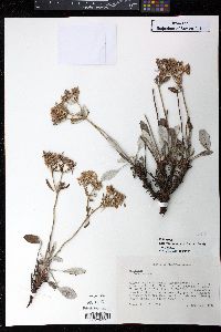 Eriogonum jamesii var. jamesii image