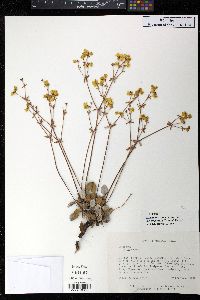 Eriogonum umbellatum var. cognatum image