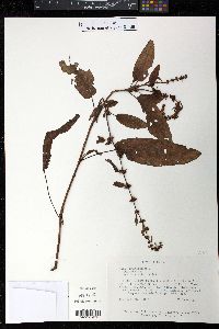 Rumex obtusifolius image