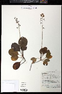 Pyrola elliptica image