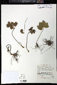 Hydrastis canadensis image