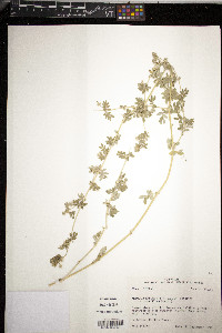 Krameria erecta image
