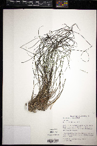 Phyllospadix scouleri image