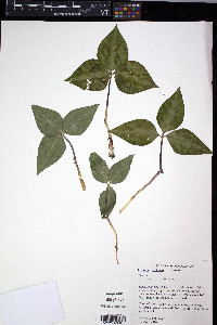 Trillium decipiens image
