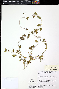Sida pedunculata image