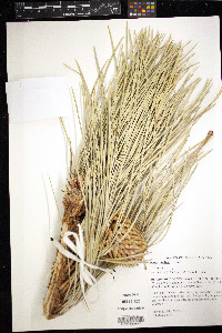 Pinus coulteri image