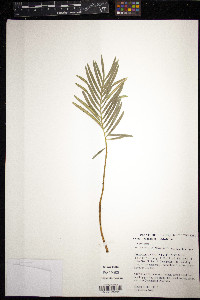 Media resource of Cycas ophiolitica
