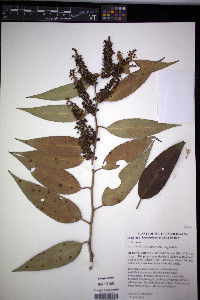 Leucothoe fontanesiana image