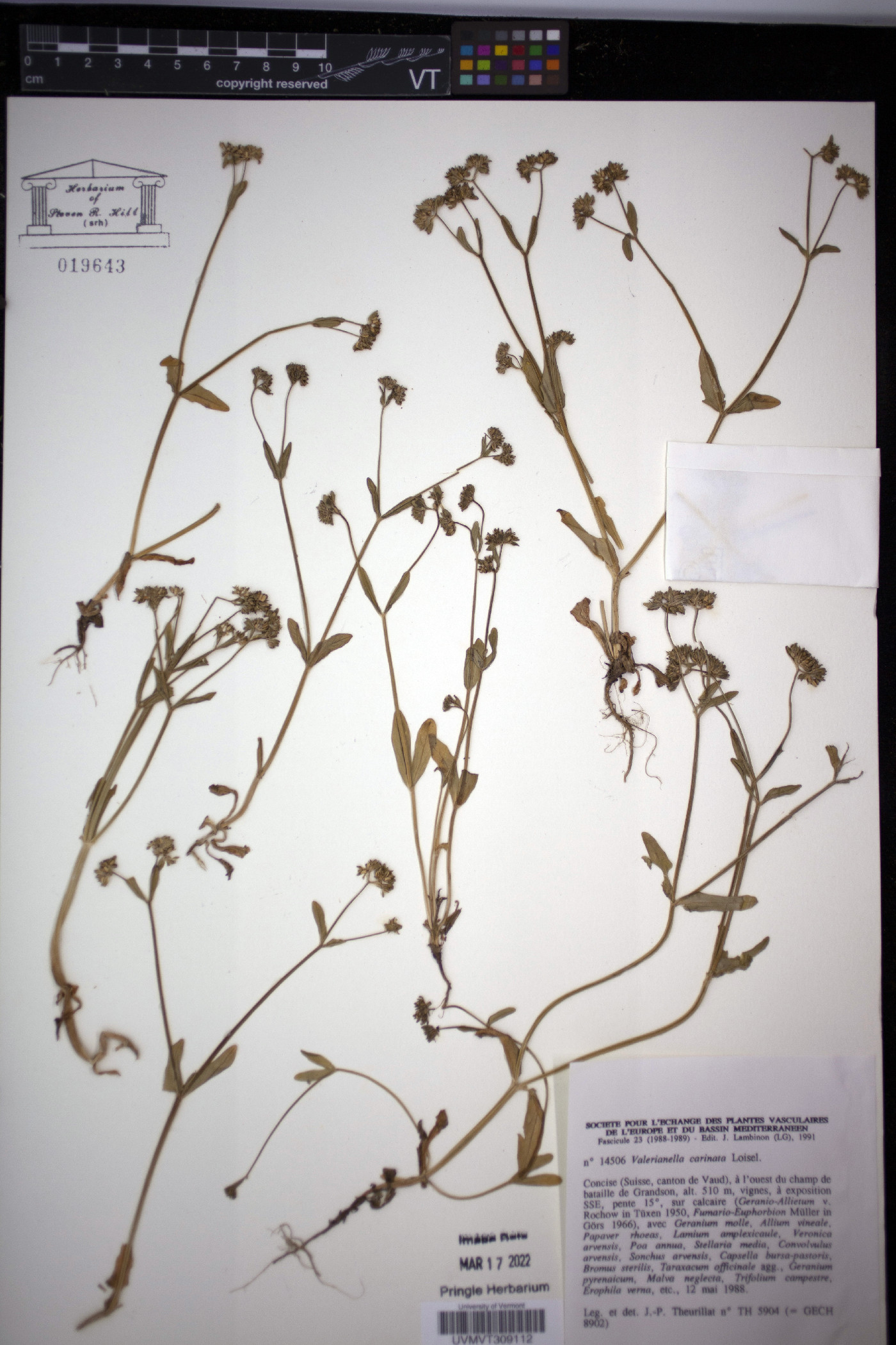 Valerianella carinata image