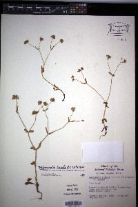 Valerianella locusta image