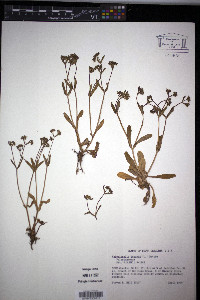 Valerianella locusta image