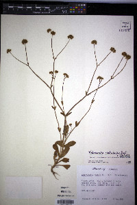 Valerianella radiata var. radiata image