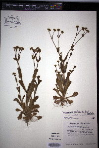 Valerianella radiata var. radiata image