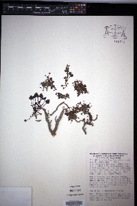 Valeriana longiflora image