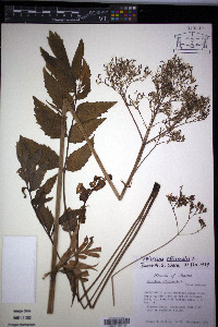 Valeriana officinalis image