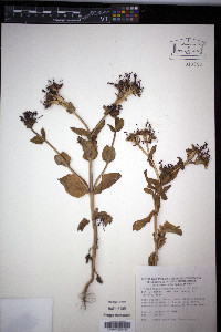Fedia cornucopiae image