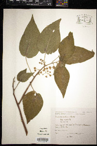 Urera aurantiaca image