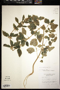 Urtica chamaedryoides image