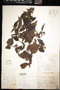 Media resource of Phenax laevigatus