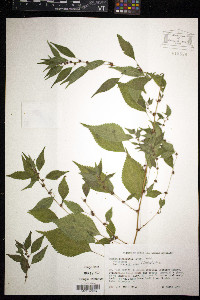 Phenax sonneratii image